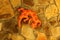 Orange ceramic lizard gecko interior wall decor