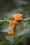 Orange Cestrum aurantiacum, orange flower