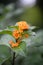 Orange Cestrum aurantiacum Orange zest, orange flowers