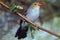 ORANGE-CHEEKED WAXBILL estrilda melpoda, ADULT STANDING ON BRANCH