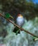 Orange-Cheeked Waxbill, estrilda melpoda, Adult standing on Branch