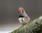 Orange Cheeked Waxbill Finch on Moss Covered Log