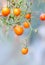 Orange cherry tomatoes branch.