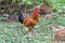 The orange chicken stands elegant.Thai Gamecock.In some breeds the adult rooster can be distinguished from the hen by his larger