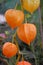 Orange Chineese Lantarn plant