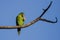 A orange-chinned parakeet appears to have itch that needs to be scratched!