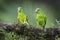 Orange-chinned Parakeet - Brotogeris jugularis