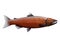 Orange Chinook Salmon Fish Food