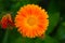 Orange Chrysanthemum