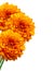 Orange chrysanthemum Autumn flower on white