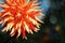 Orange Chrysanthemum, blooming flower in black background