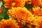 Orange chrysanthemum flower