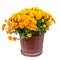 Orange chrysanthemum flowers in a brown flower pot close up