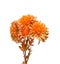 Orange Chrysanthemum flowers, mums or chrysanths, genus Chrysanthemum in the family Asteraceae