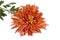 Orange chrysanthemum isolated on a white