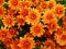 Orange Chrysanthemum Natural Background