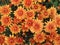 Orange Chrysanthemum Natural Background