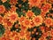 Orange Chrysanthemum Natural Background