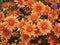 Orange Chrysanthemum Natural Background