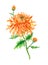 Orange chrysanthemum, watercolor