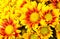 Orange chrysanthemums daisy flower