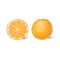 Orange citrus fruit color sketch draw isolated