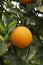 Orange citrus fruit plantations on Peloponnese, Greece, new harvest of sweet juicy oranges