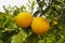 Orange citrus fruit plantations on Peloponnese, Greece, new harvest of sweet juicy oranges