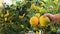 Orange citrus fruits hanging on a tree. Person picking Beautiful Healthy organic juicy lemon