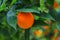 Orange citrus growing on a hybrid tree via a graft in California USA