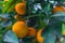 Orange citrus growing on a hybrid tree via a graft in California USA