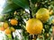Orange Citrus Japonica Thunb
