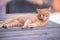 Orange City Cat\\\'s Leisure: Mid-Yawn Repose