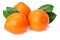 Orange clementine or minneola tangelo with green leaves isolated on white background. Tangerine. Citrus fruit