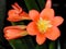 Orange Clivia Flower and Buds