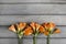 Orange clivia flower on wooden background