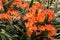 Orange clivia flowers