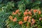 Orange clivia flowers growing in woodland