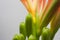 Orange clivia home flower and office plant with buds on a light background with copy space.