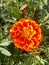 orange clove with blue leaves in the park garden