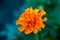 Orange Clove Flower