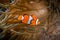 Orange clown fish in sea anemones