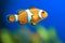 Orange clownfish