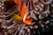 Orange clownfish, an anemone fish, hiding in sea anemone tentacles