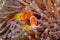 Orange clownfish and an anemone fish, hiding in the tentacles of a sea anemone