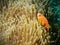 Orange clownfish hidden in anemone