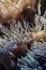 Orange clownfish hiding on an anemone on a tropical underwater close up still