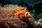 orange clownfish swimming among vibrant sea anemones