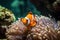 orange clownfish swimming among vibrant sea anemones