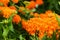 Orange Cluster of Flowers